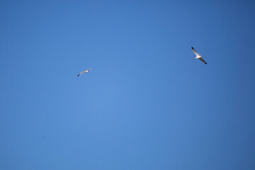 Pair of Ring-Billed Gulls