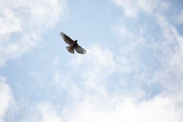 Red-Shouldered Hawk in Flight