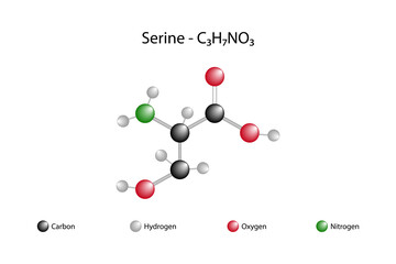 Molecular formula of the serine. Serine is an organic molecule and also one of the amino acids commonly found in animal proteins.