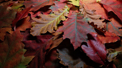 Colorful autumn leaves for background. Autumn colors.