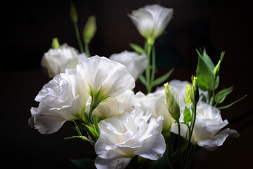 Eustoma flowers on black background with shallow depth of field and blurred background