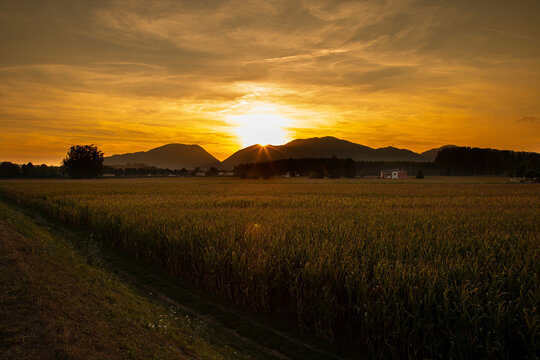 beautiful autumn sunset over corn . fields i Tuscany of Italy © galina