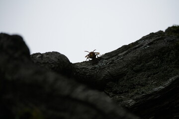 Hormissen fliegen an einen Baum zum Nest, Vespa crabro