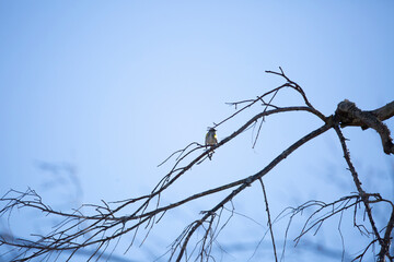 Female Myrtle Yellow-Rumped Warbler on a Tree Branch