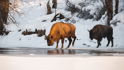 Two european bison, bison bonasus, crossing river in winter nature. Pair of big bulls walking in snowy environment. Herd of powerful horned mammals comming to the frozen water.