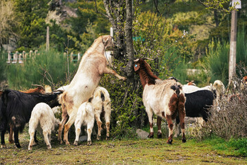 Fototapeta premium Cabras