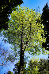 Bosque
