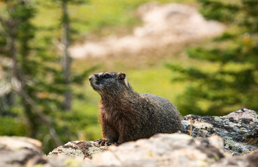 Close-up of Marmot relaxing, Grand Teton National Park, Wyoming, USA