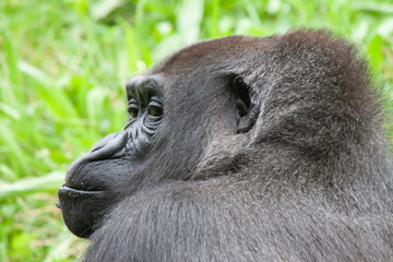 Portrait of a brown gorilla with a thoughtful look on a background of green grass © Roger Hagelstein1/Wirestock