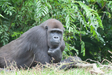 Closeup of a brown gorilla with a thoughtful look and funny position lying on the grass © Roger Hagelstein1/Wirestock