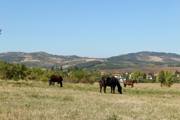Horses in the fields with village houses and mountains at the background
