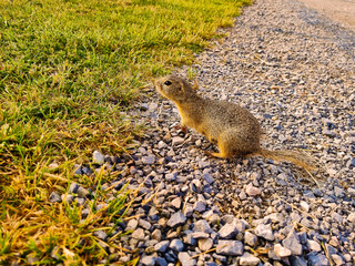 Ground Squirrel