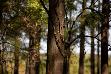 Forest Tree at Golden Hour