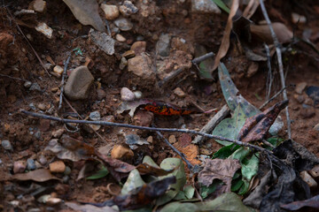 Red and Black Leaf