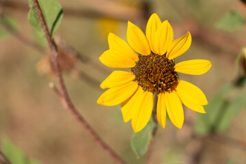 Yellow Flower on a Natural Background