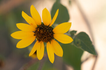 A Single Yellow Sunflower Up Close 