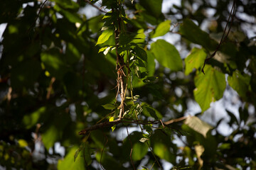 Fototapeta premium Green Leaves on a Vine