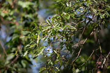 Green Leaves on a Tree