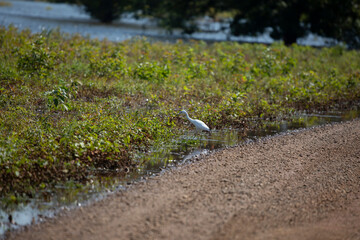 Juvenile Little Blue Heron