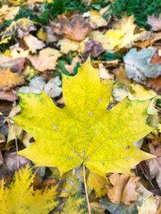 autumn leaves background