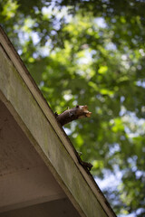 Fototapeta premium Storm Damage