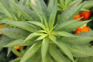 Fototapeta premium A plant with lush leaves. 