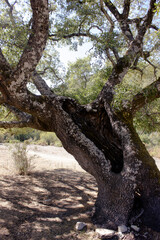 Obraz premium Árbol hueco