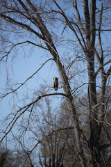 Great Blue Heron in a Tree