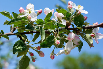 The Apple Blossom