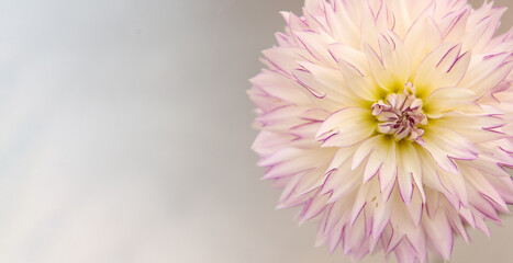 White Purple and Yellow Dahlia, Single Bloom with copy space