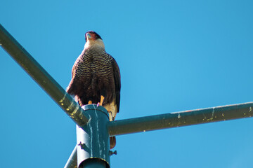 Ave aguila carro&ntilde;ero cazador 