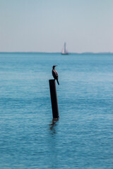 pato ave rio mar agua