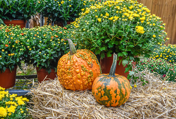 Pretty scene with fall mums, hay bales, and knucklehead pumpkins.  Closeup.