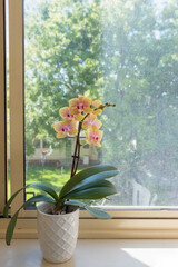 Vertical closeup of yellow phalaenopsis orchid in white pot on sunny window sill (selective focus)