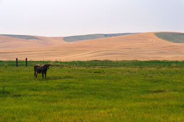 A lone steer is standing in a pasture in the Palouse region of southeastern Washington, USA