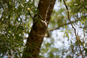 Carolina Chickadee on a Tree Branch