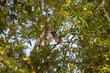 Blue Jay in a Tree