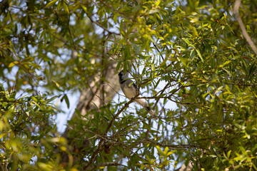 Blue Jay in a Tree