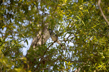 Hidden Blue Jay in a Tree