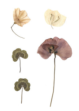 Flores secas: tr&eacute;boles, amapola, buganvilla blanca y campanilla rosada.