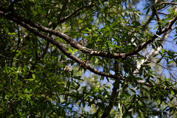 Male Black-Throated Green Warbler