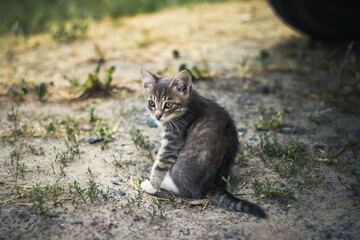 Naklejka premium A small kitten just sits on the road. Kitten in summer