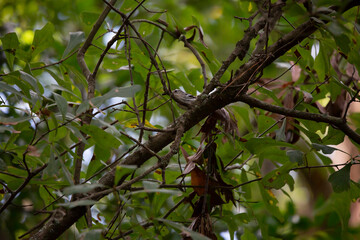 Black and White Warbler Foraging