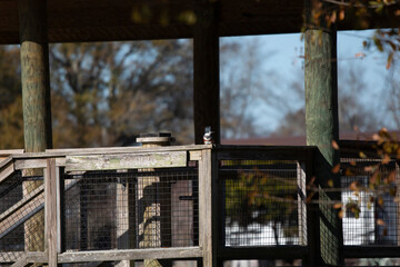Belted Kingfisher Looking Around