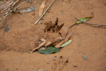 Armadillo Tracks