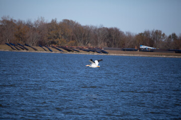 American Pelican Flying