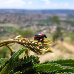 ladybug on a green leaf