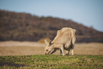 Naklejka premium White Eastern Grey kangaroo at a caravan park