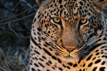 Obraz na płótnie Canvas Leopard Male in the Sabi Sand reserve of South Africa