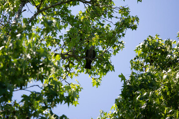 Cautious Mississippi Kite